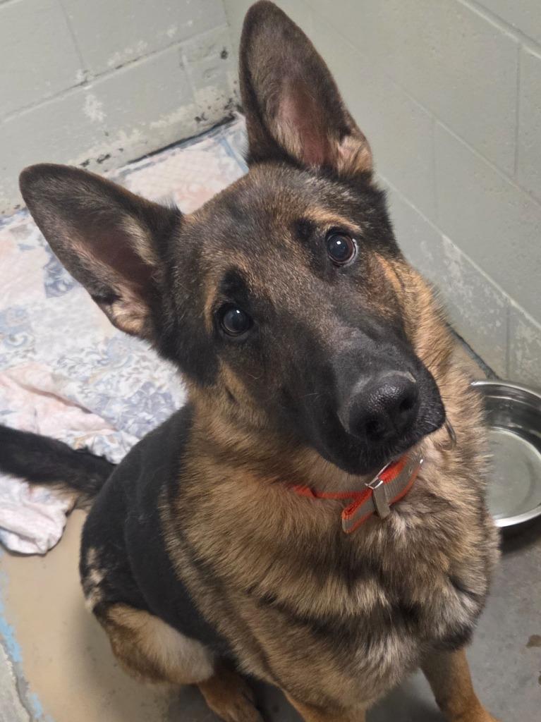 Jax, Adoptable, Young Male German Shepherd Dog.