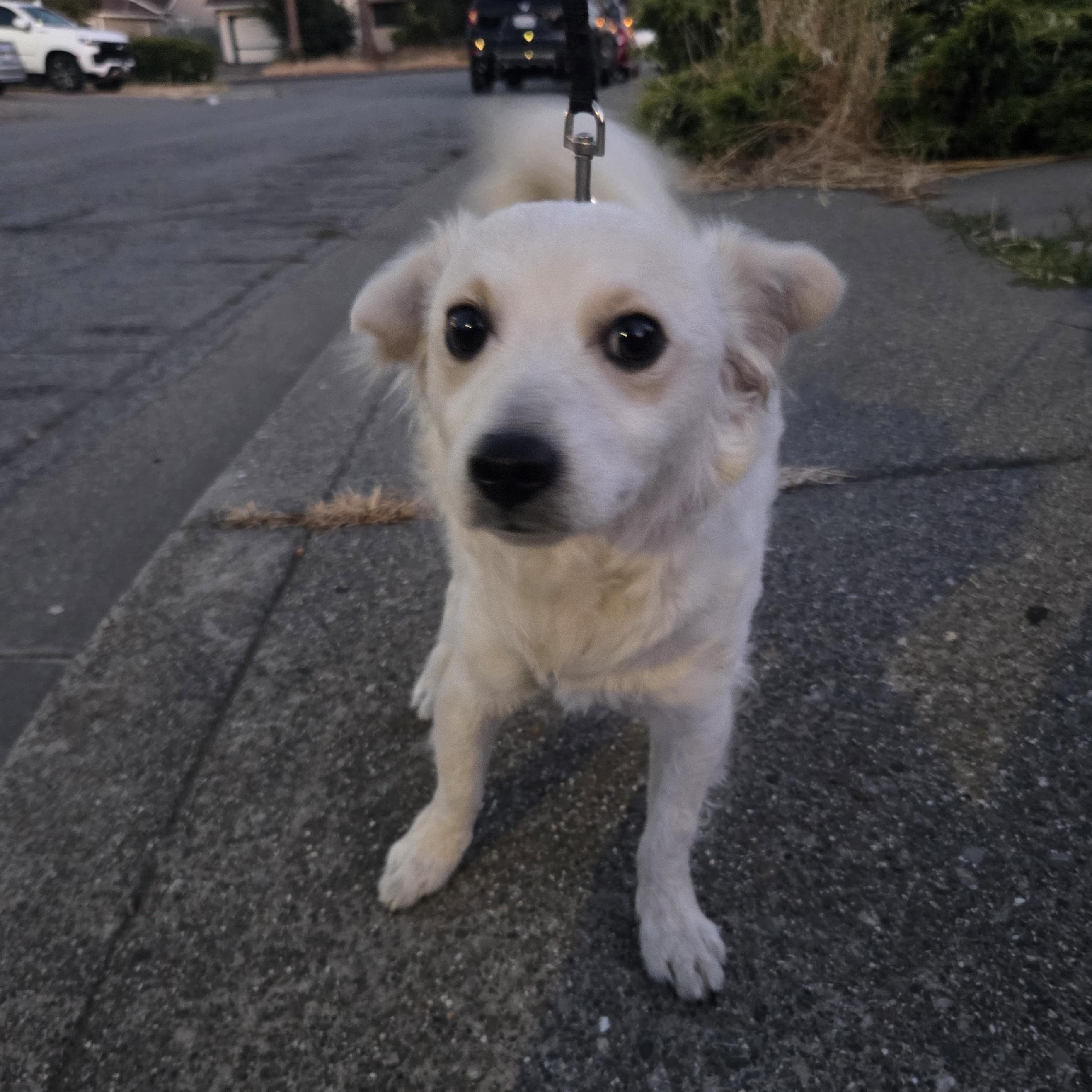 Enlarge Gelato, a Adoptable mixed breed in Walnut Creek, CA image 2/5