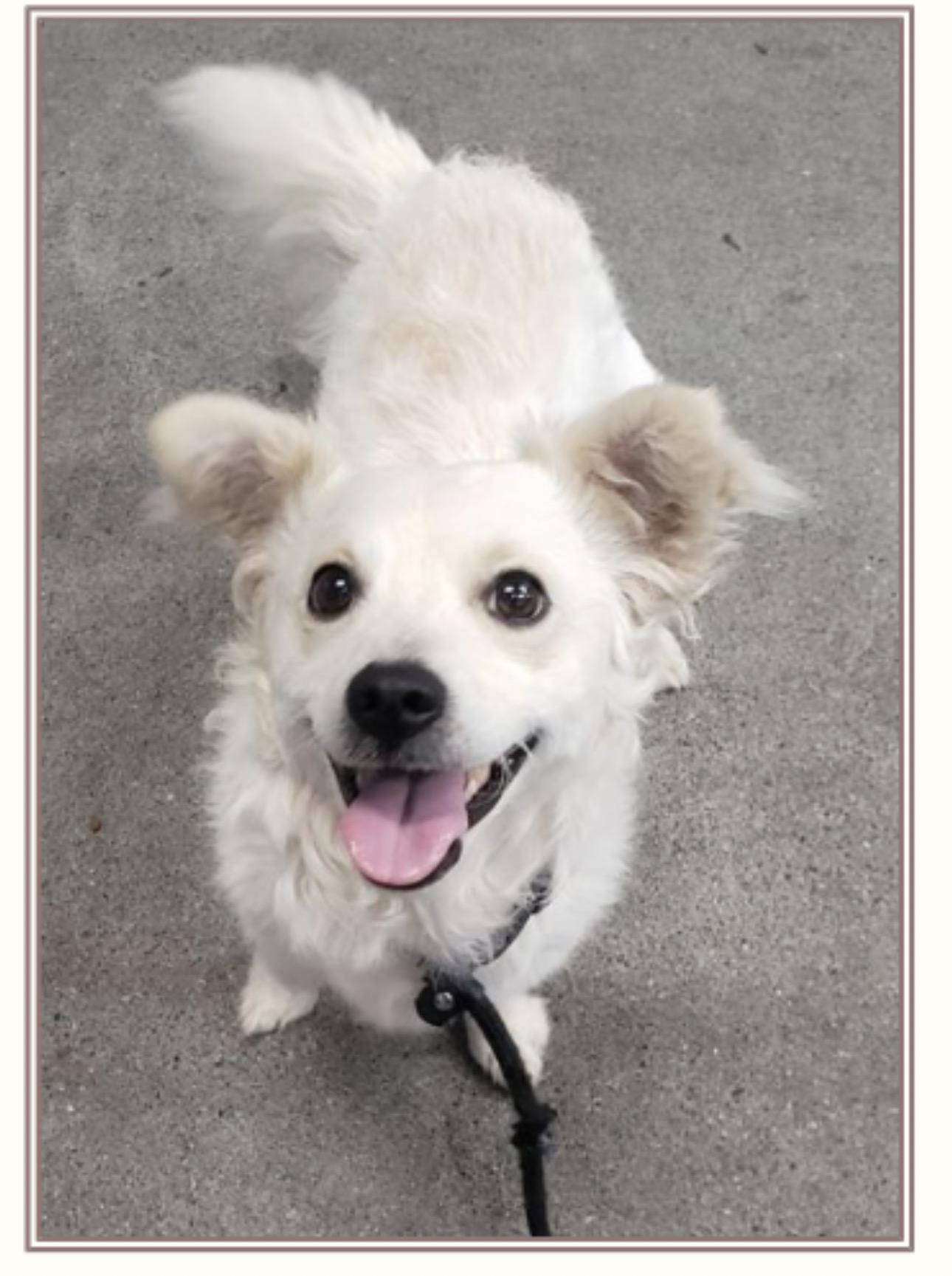 Gelato, Adoptable, Young Male Corgi & Pomapoo.