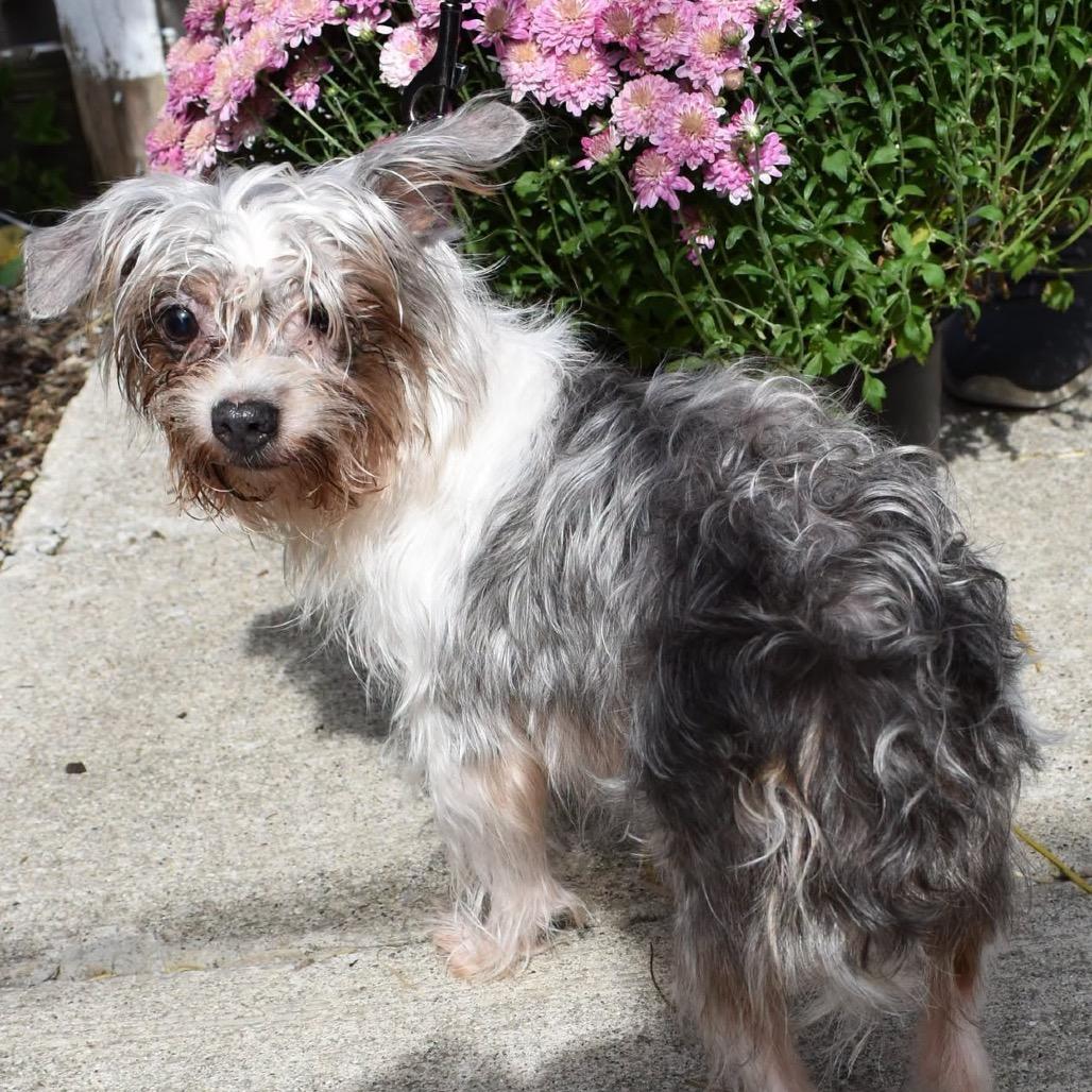 Enlarge Willa, a Adoptable mixed breed in Hudson, IL image 1/1
