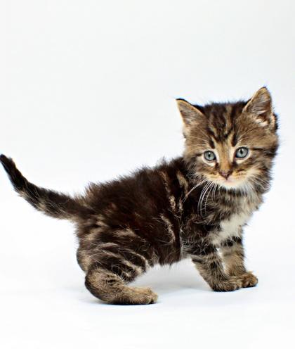 Scribe, Adoptable, Kitten Male Domestic Short Hair & Domestic Short Hair.