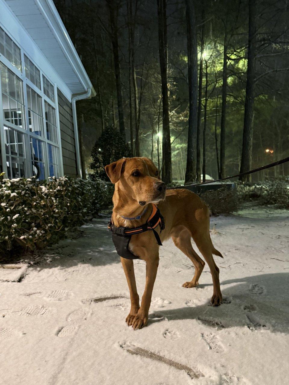 FORREST, Adoptable, Senior Male Mixed Breed.