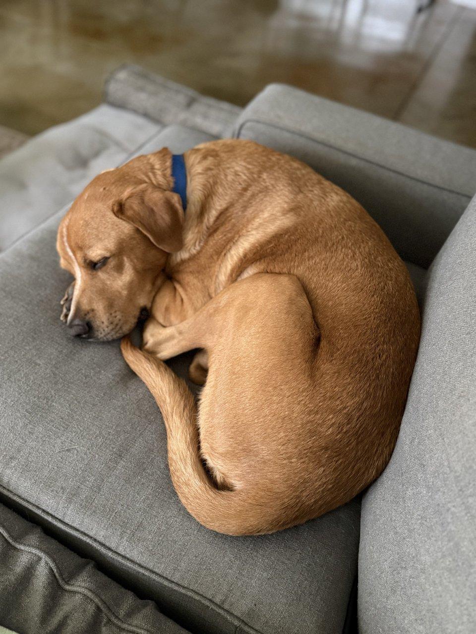 Enlarge FORREST, a Adoptable Mixed Breed in Raleigh, NC image 3/4