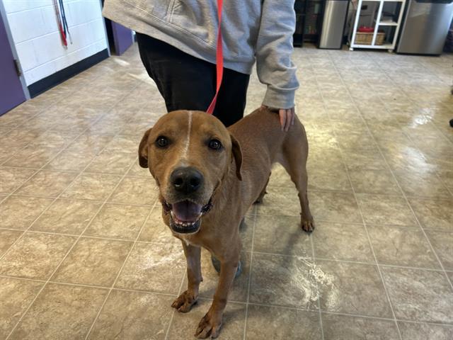 Enlarge FORREST, a Adoptable Mixed Breed in Raleigh, NC image 4/4