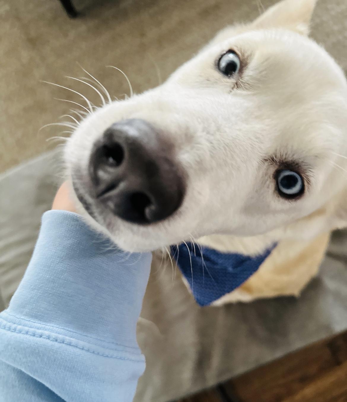 Enlarge Koda, a Adoptable mixed breed in Cleveland , OH image 4/6