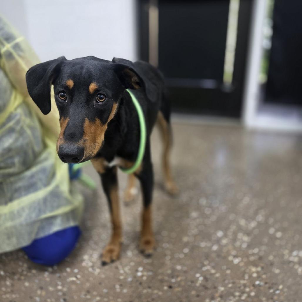 Phineas, Adoptable, Young Male Doberman Pinscher & Cattle Dog.