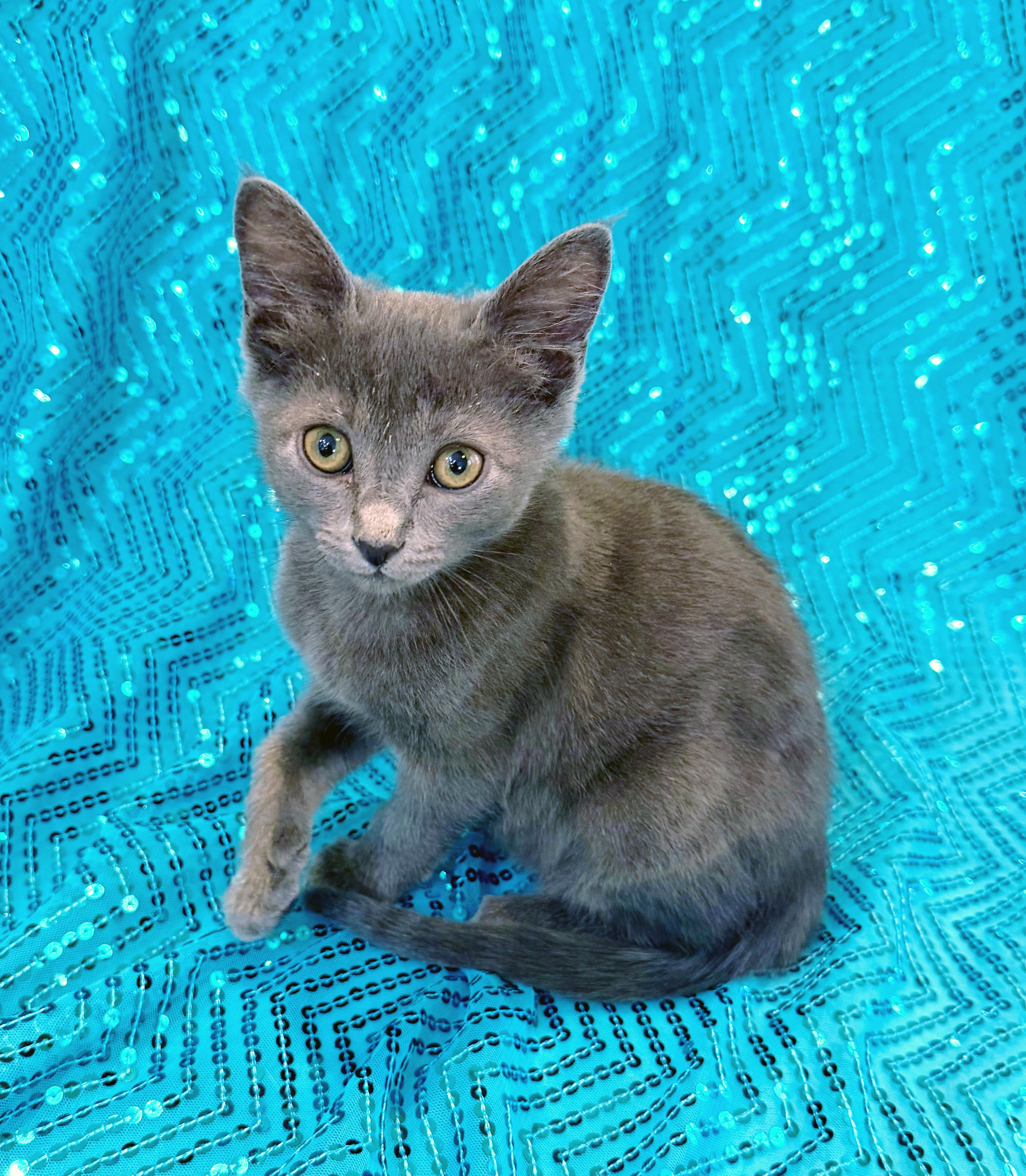 Calliope, an adopted mixed breed in Lake Monroe, FL image 4/6