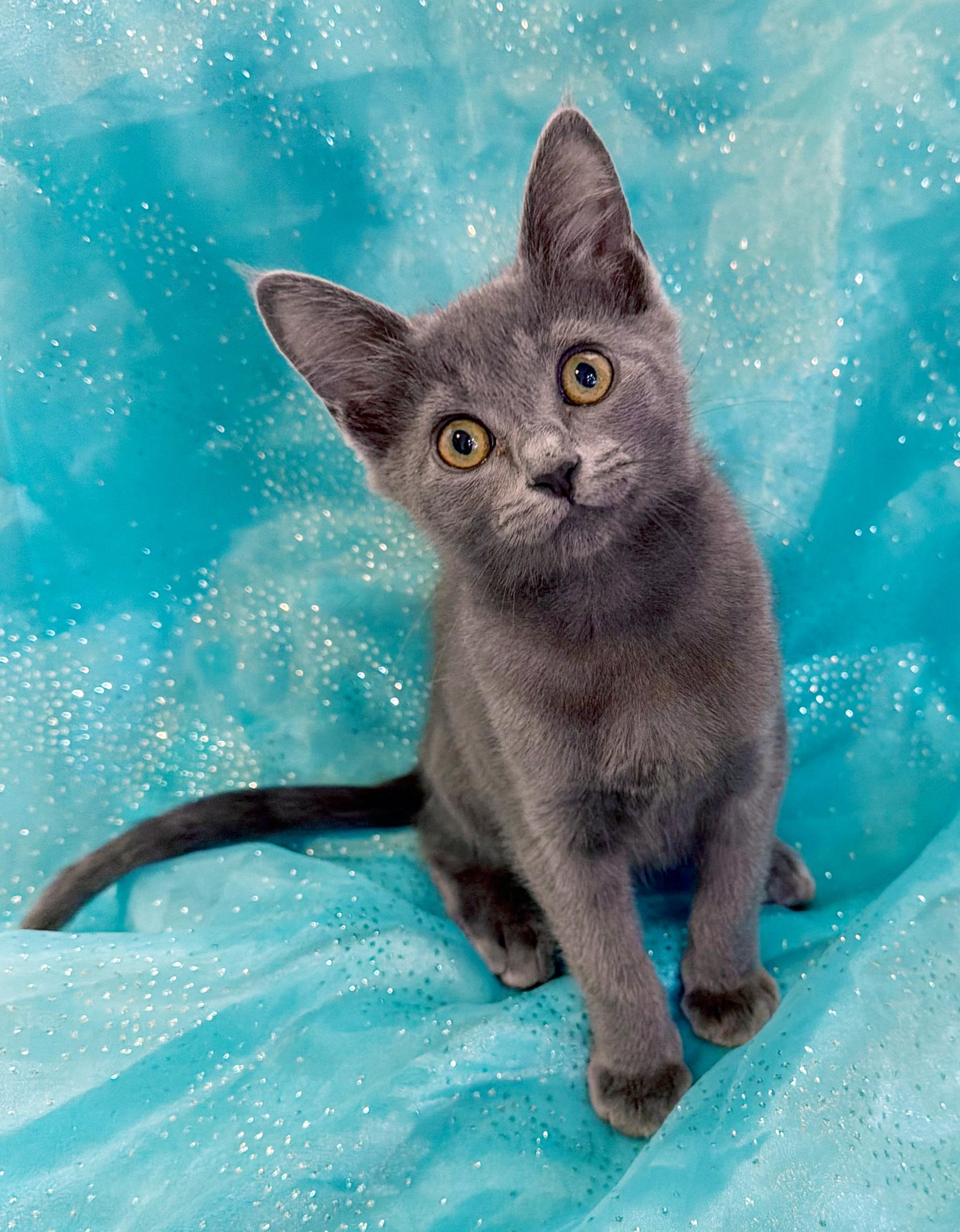 Calliope, an adopted mixed breed in Lake Monroe, FL image 2/6