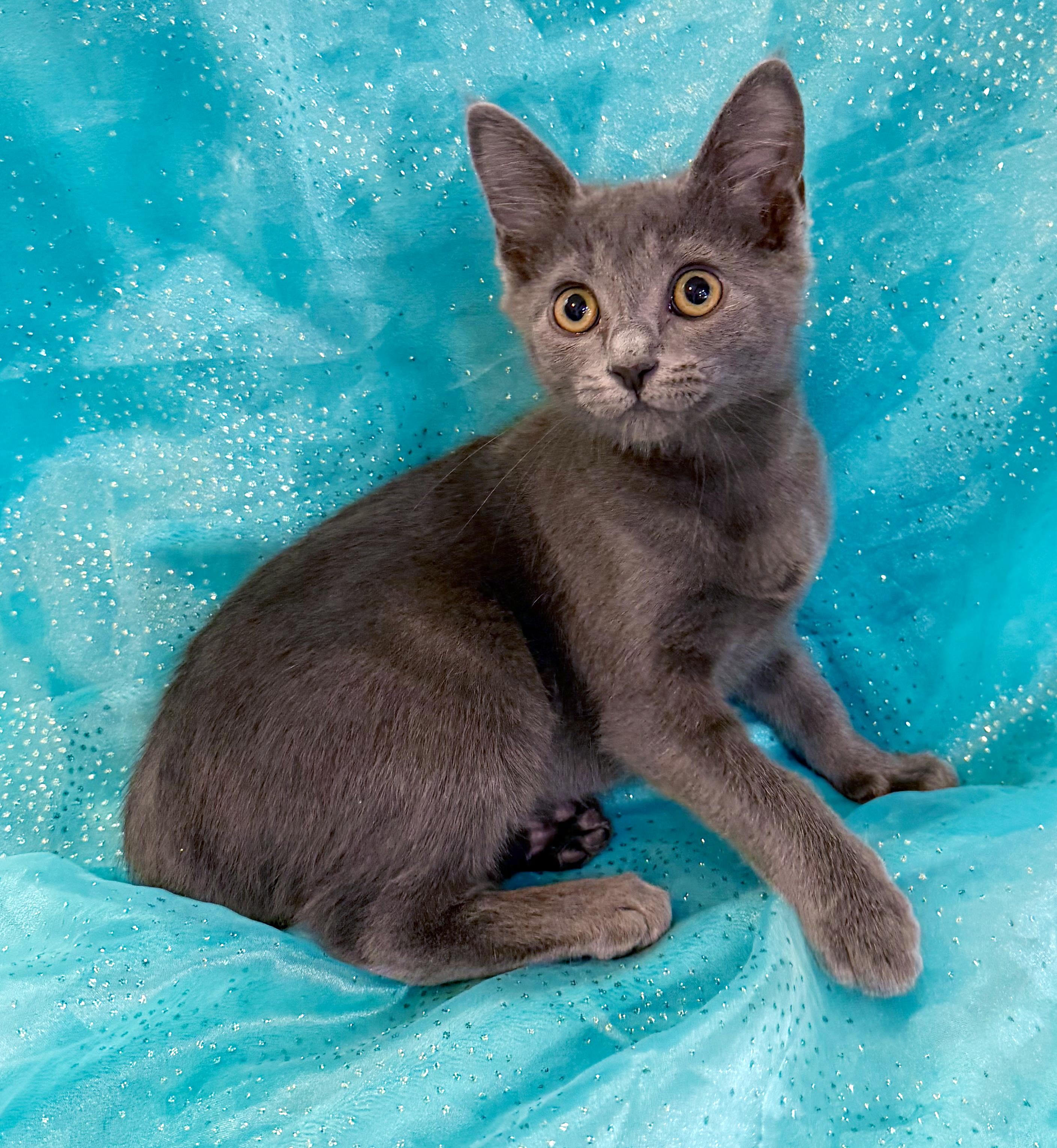 Calliope, an adopted mixed breed in Lake Monroe, FL image 6/6