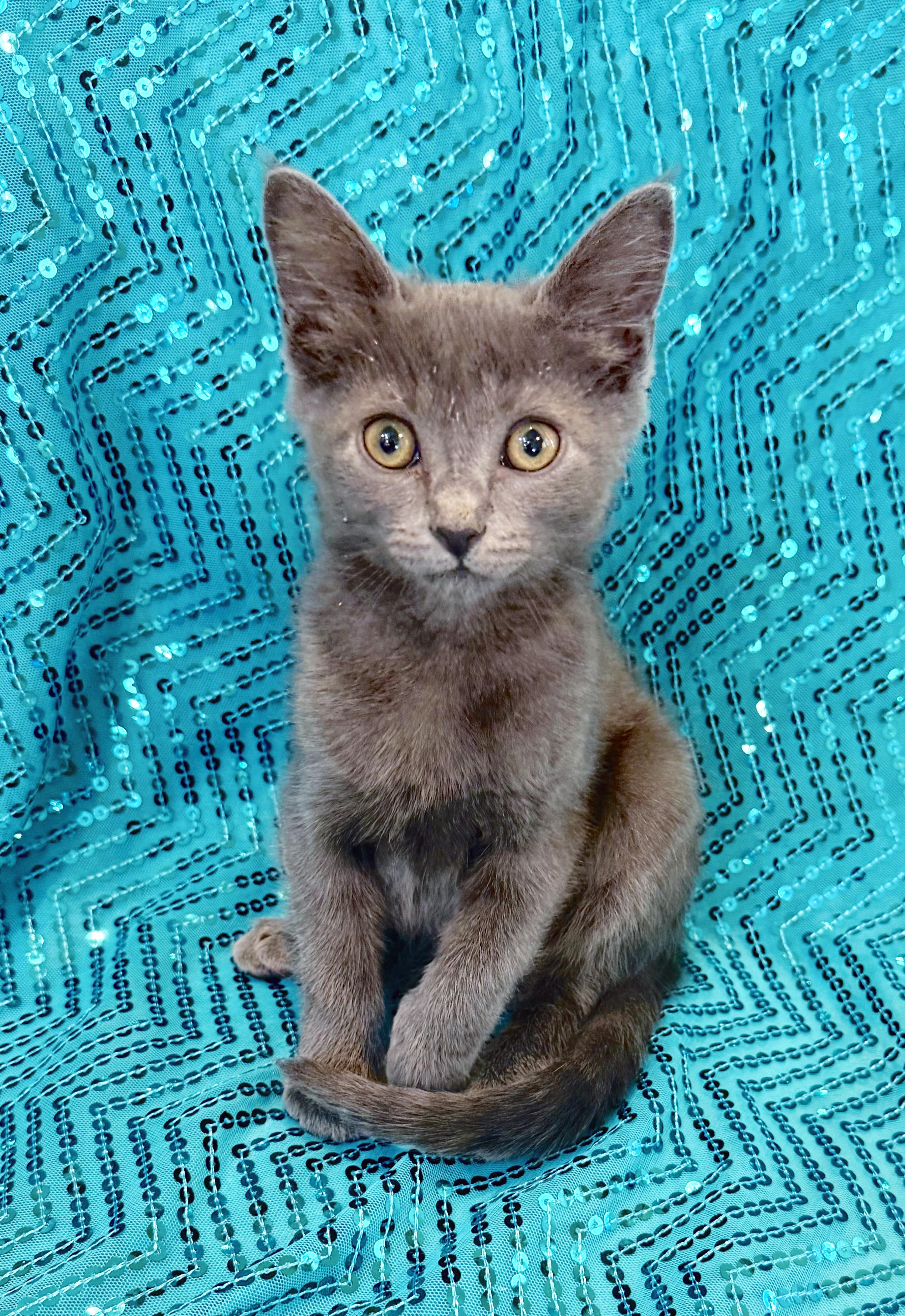 Calliope, an adopted mixed breed in Lake Monroe, FL image 5/6