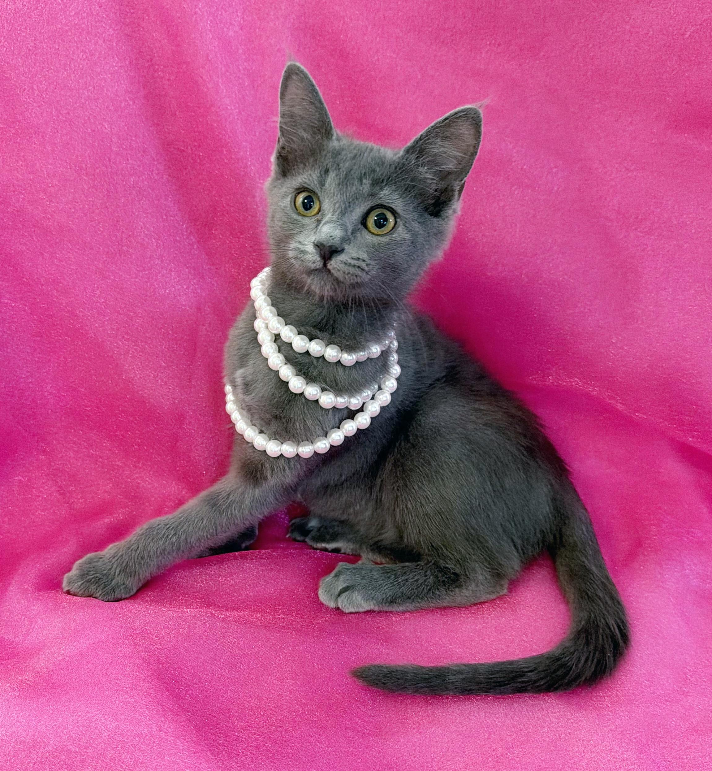 Calliope, an adopted mixed breed in Lake Monroe, FL image 3/6