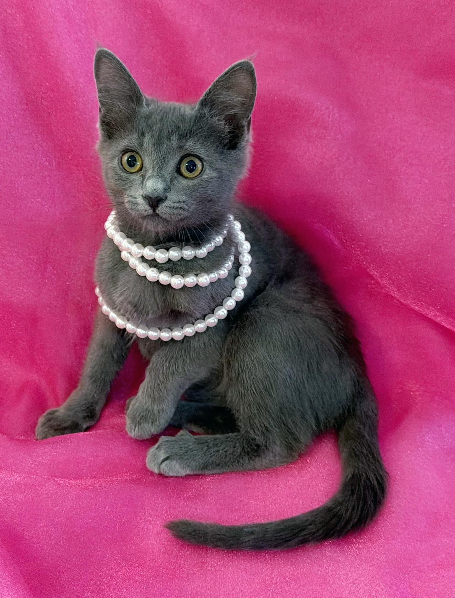 Calliope, adopted, Kitten Female Domestic Short Hair.