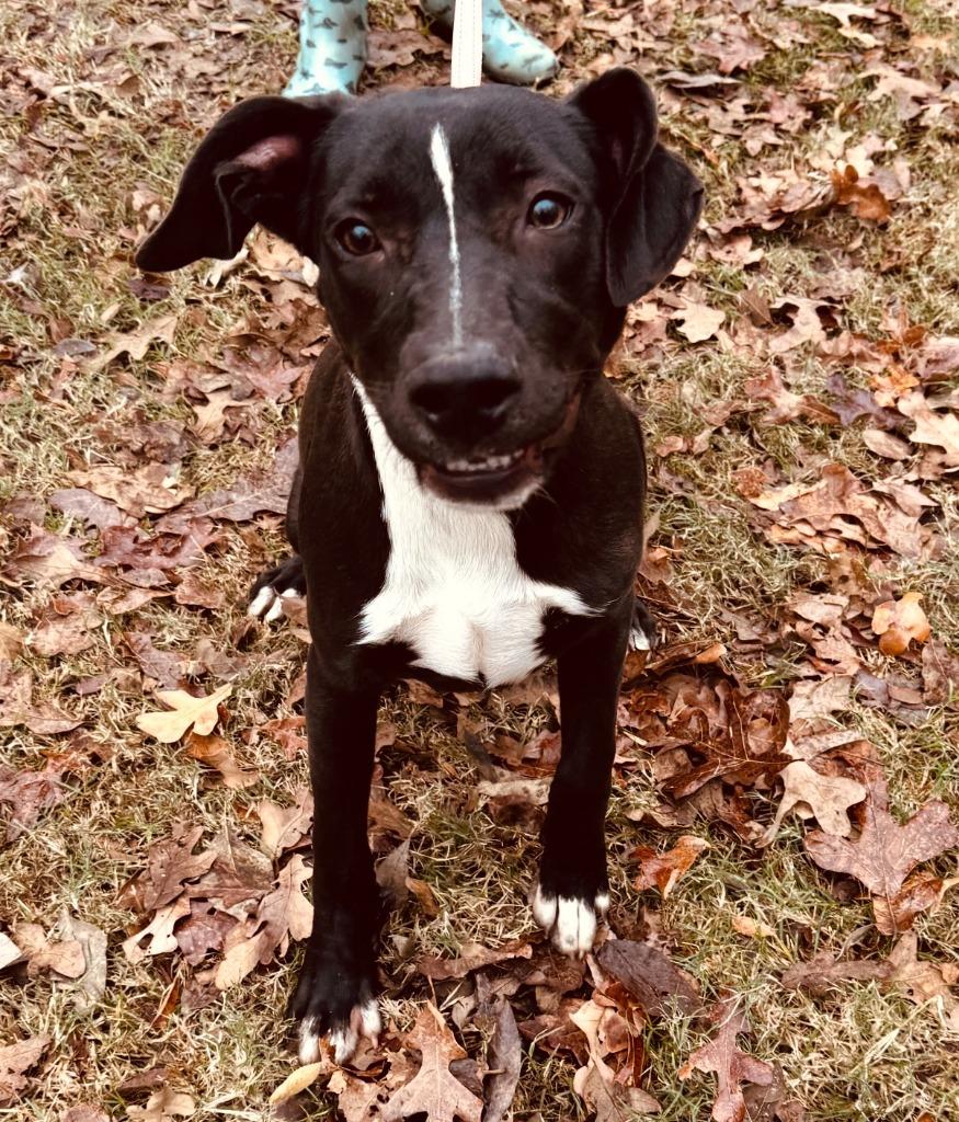 Nemo, Adoptable, Young Male Catahoula Leopard Dog.