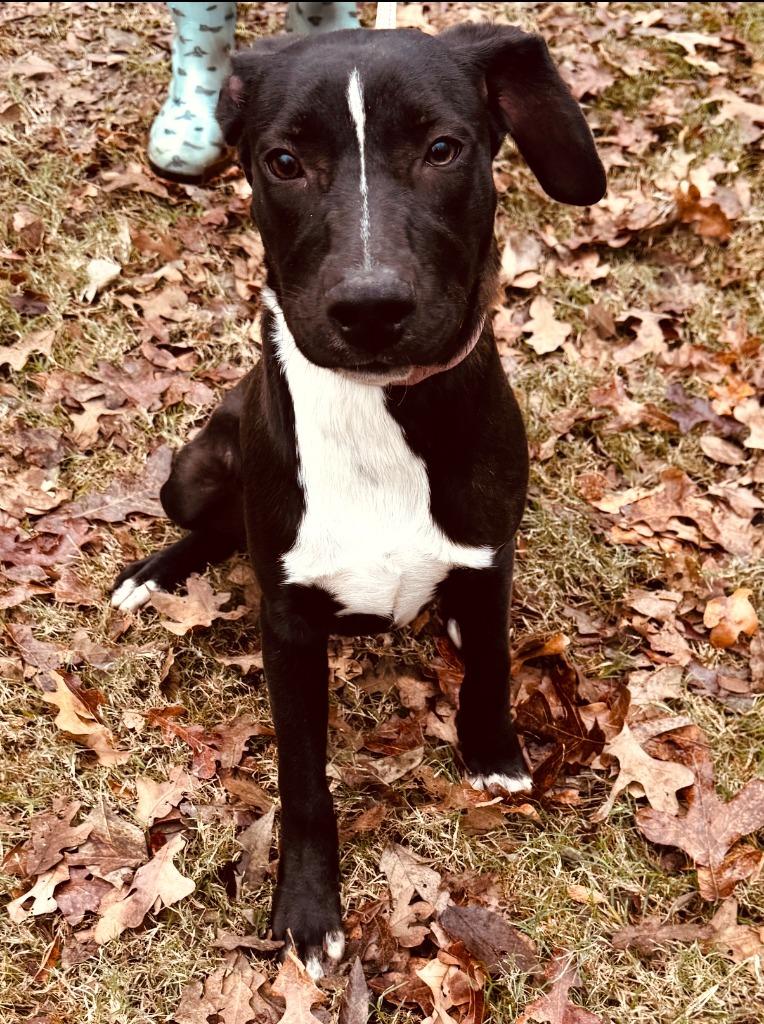 Enlarge Nemo, a Adoptable Catahoula Leopard Dog in Richland Hills, TX image 2/6