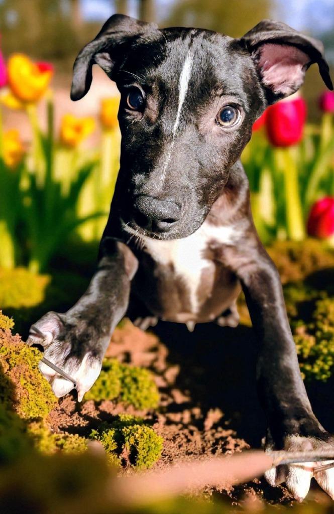 Enlarge Nemo, a Adoptable Catahoula Leopard Dog in Richland Hills, TX image 3/6