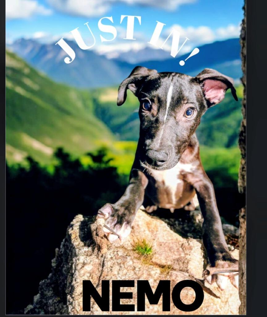 Enlarge Nemo, a Adoptable Catahoula Leopard Dog in Richland Hills, TX image 6/6