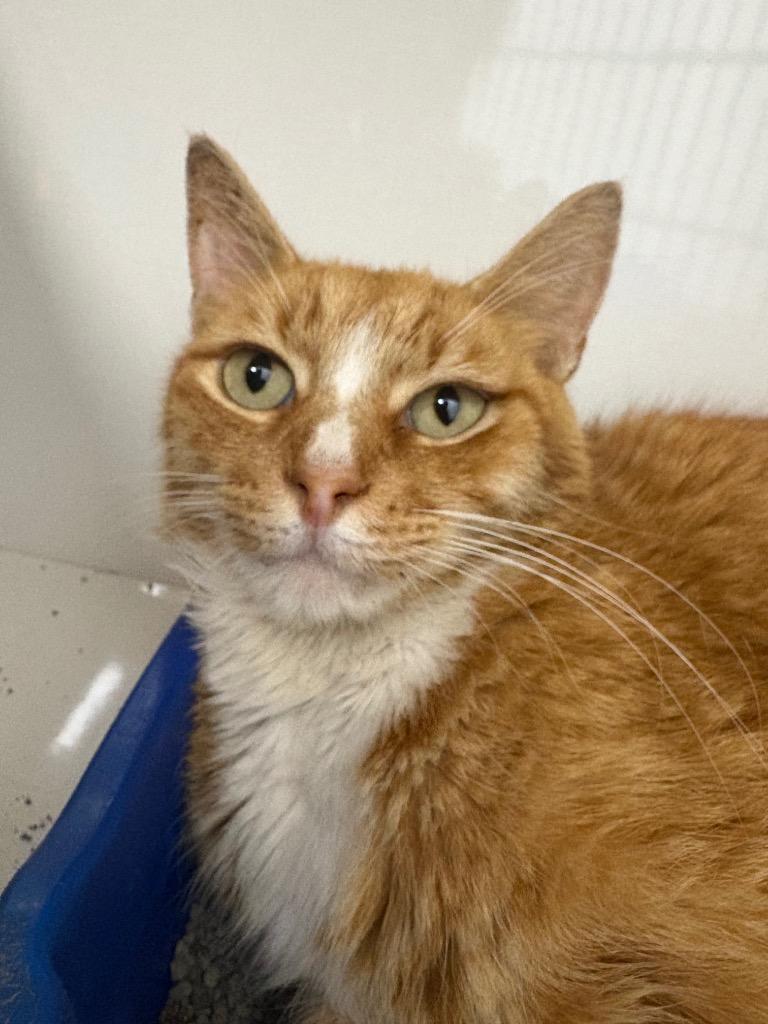 Lazarus, Adoptable, Adult Male Domestic Short Hair.