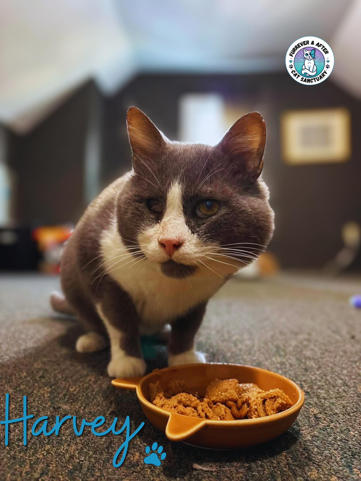 Enlarge Harvey, a Adoptable Domestic Short Hair in Austintown, OH image 1/2