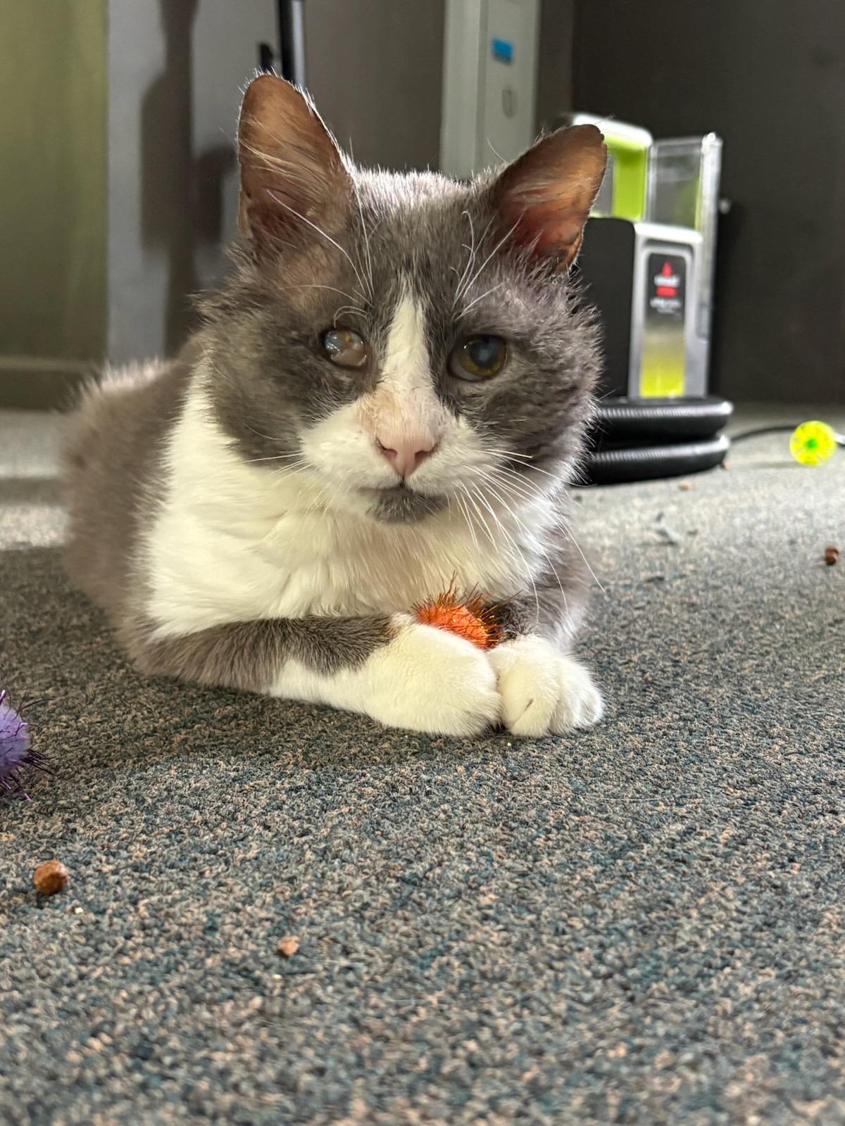 Enlarge Harvey, a ADOPTABLE Domestic Short Hair in Austintown, OH image 1/1