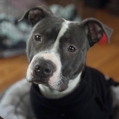 Perla, Adoptable, Young Female Mixed Breed.