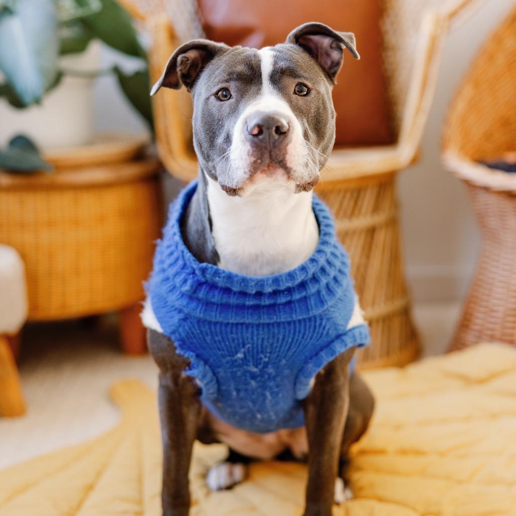 Perla, Adoptable, Young Female Mixed Breed.