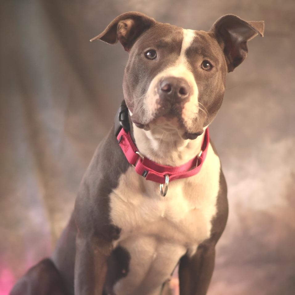 Enlarge Perla, a Adoptable Mixed Breed in Philadelphia, PA image 3/6