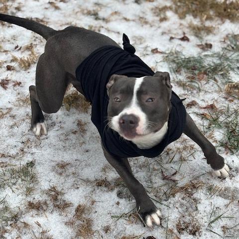 Enlarge Perla, a Adoptable Mixed Breed in Philadelphia, PA image 4/6