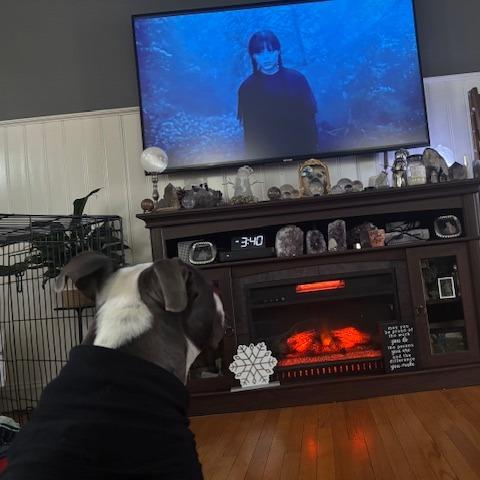 Enlarge Perla, a Adoptable Mixed Breed in Philadelphia, PA image 5/6