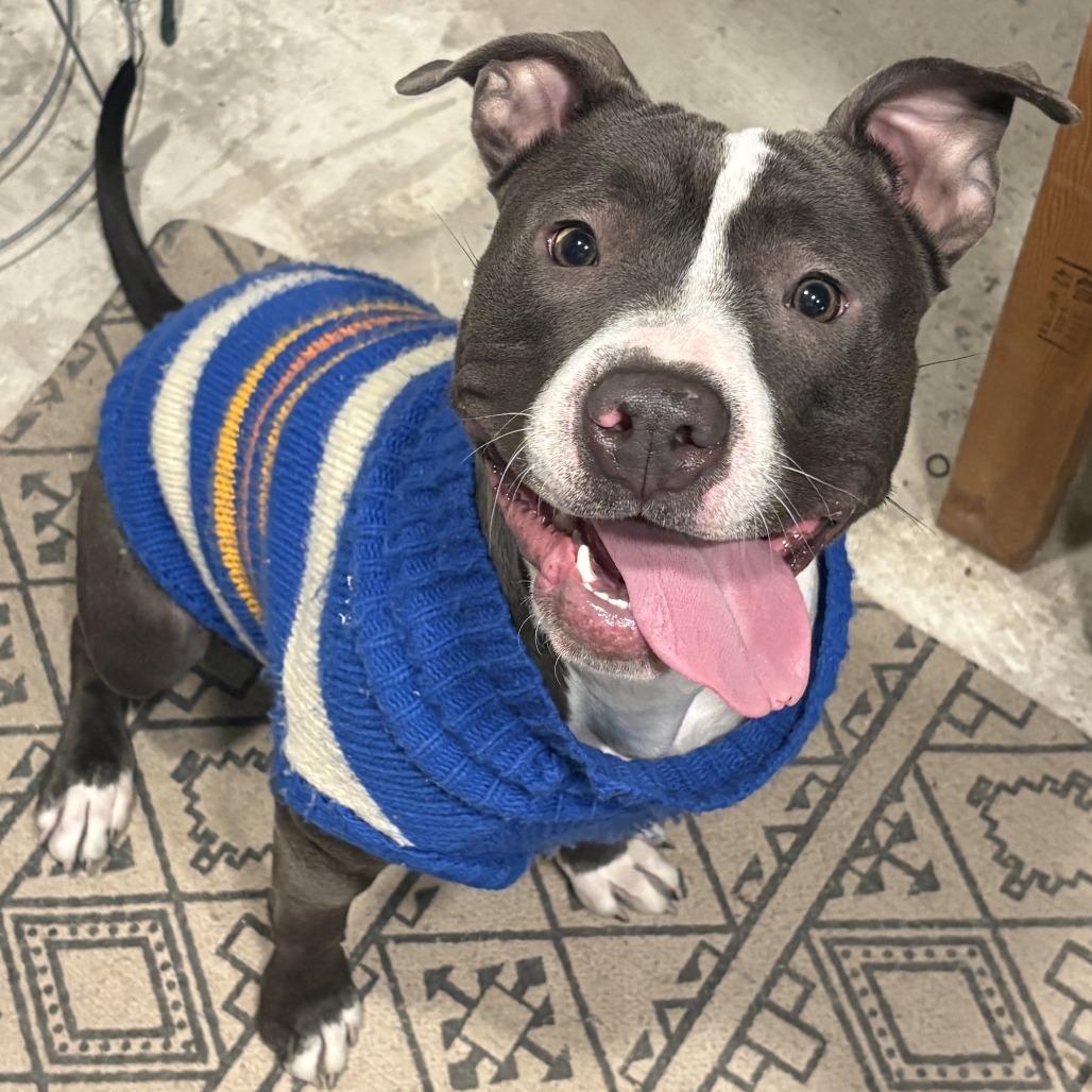 Enlarge Perla, a Adoptable Mixed Breed in Philadelphia, PA image 6/6