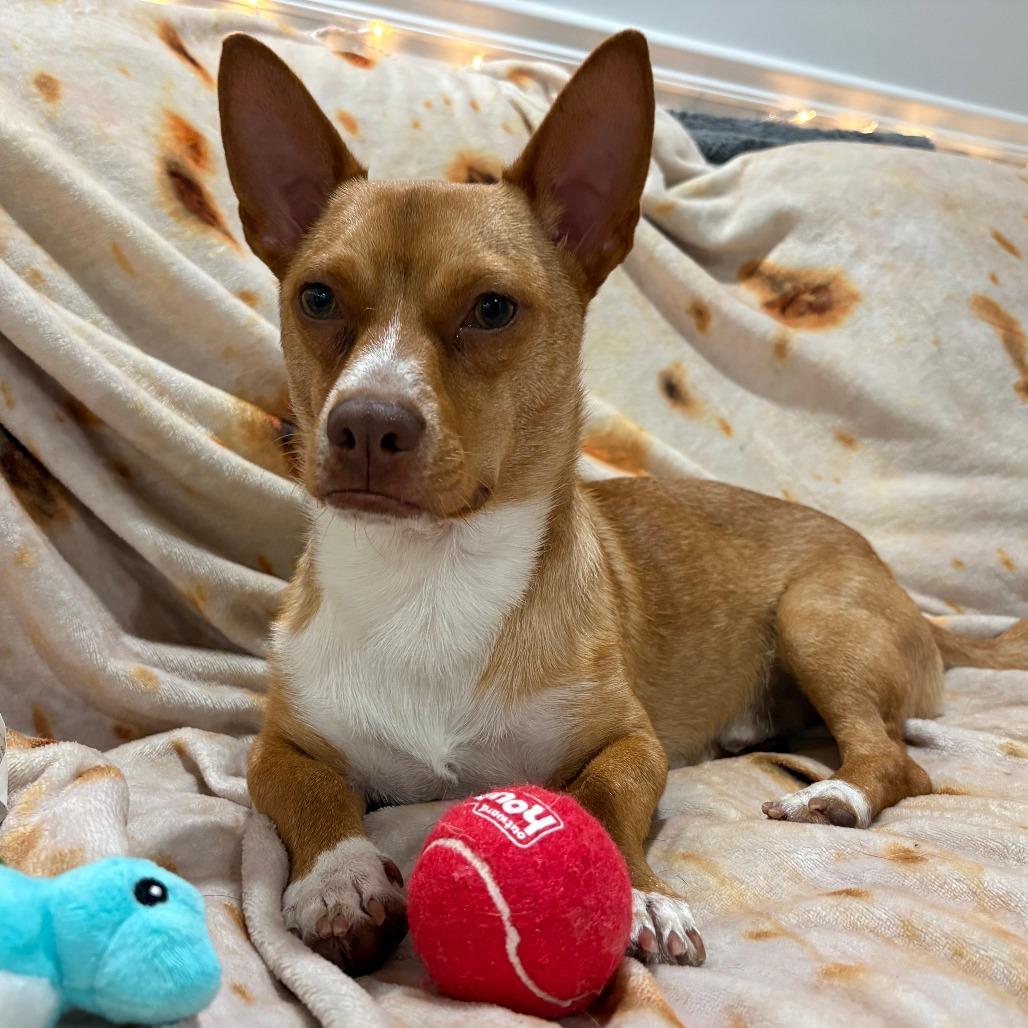 Phil D, Adoptable, Young Male Terrier.