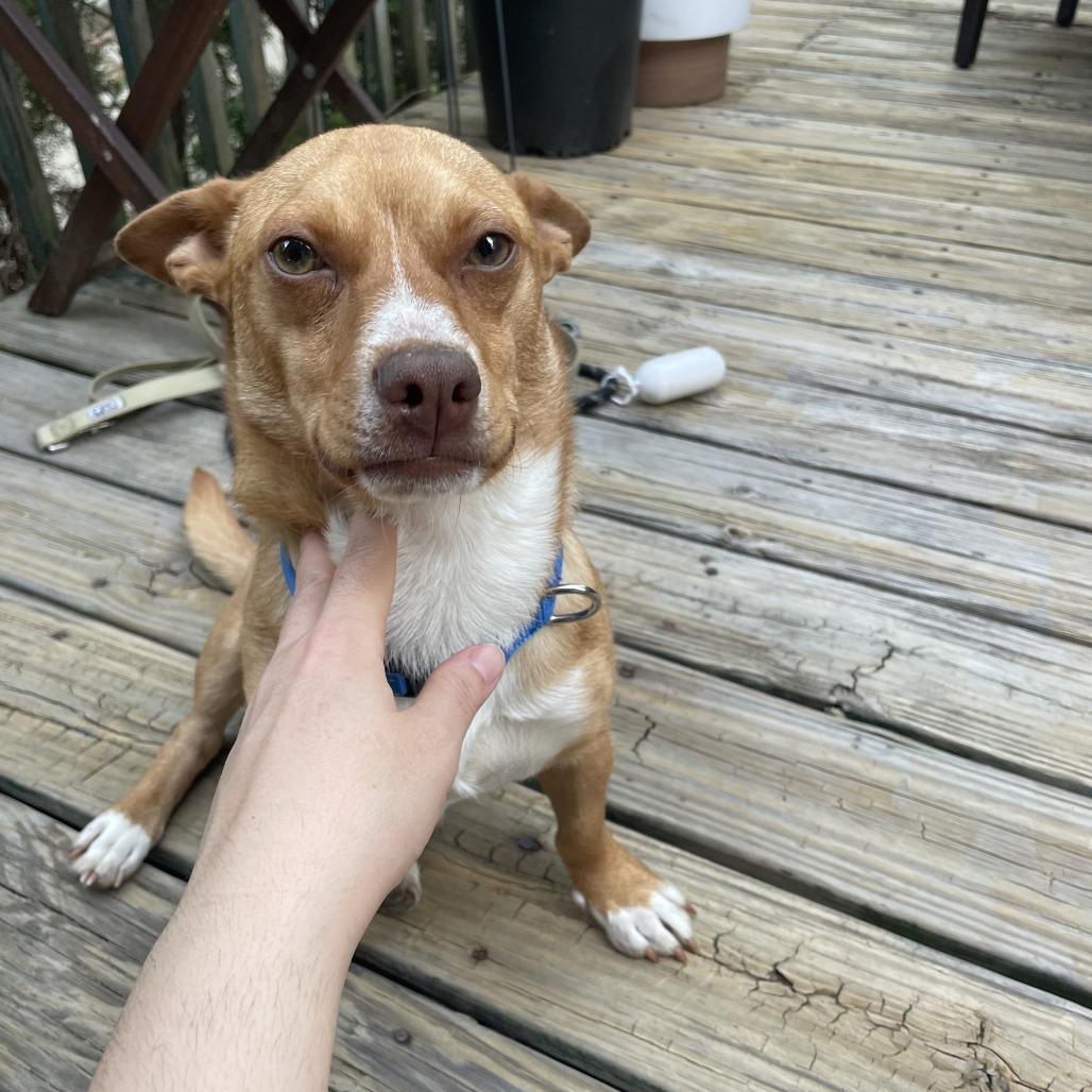 Phil D, a Adoptable Terrier in Staten Island, NY image 2/6
