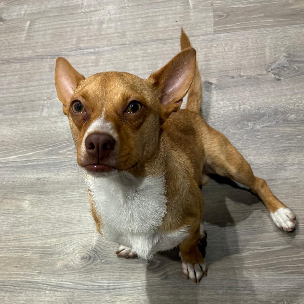 Phil D, a Adoptable Terrier in Staten Island, NY image 3/6