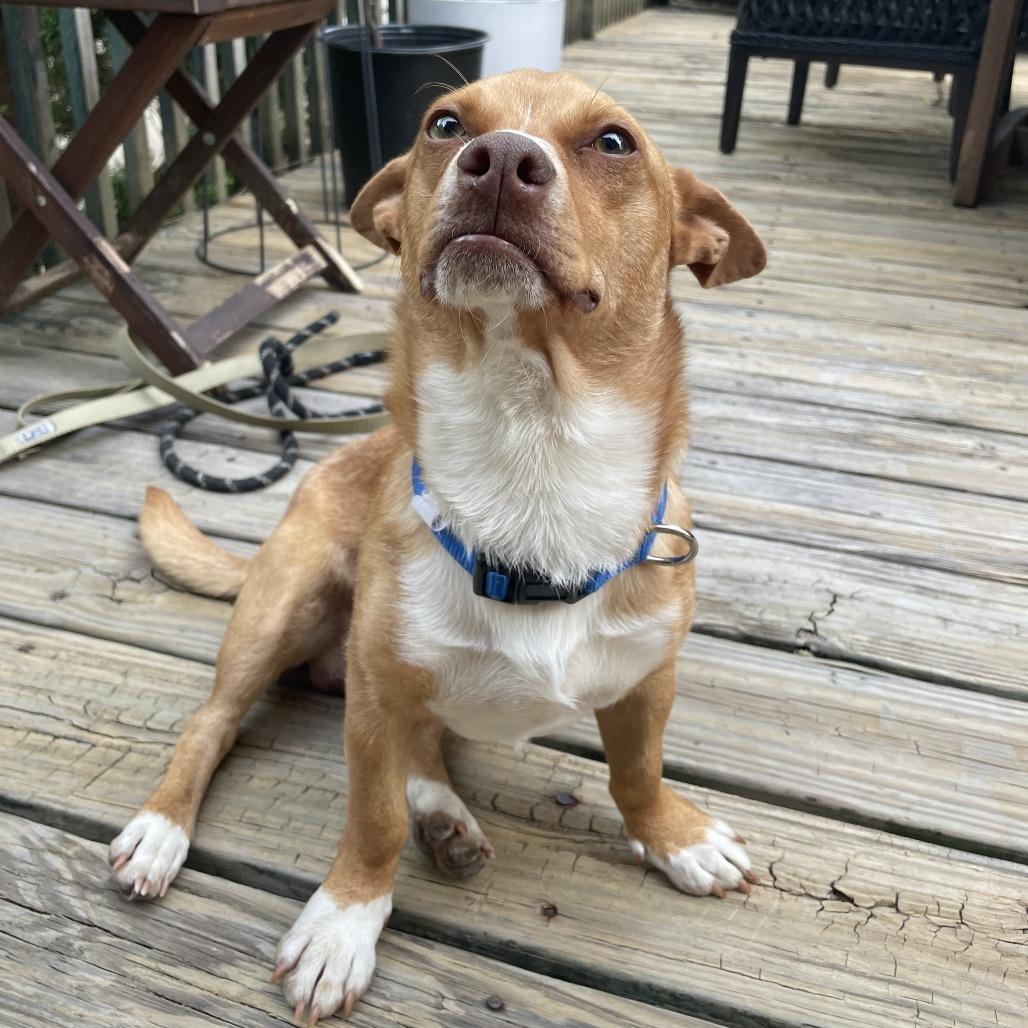 Phil D, a Adoptable Terrier in Staten Island, NY image 5/6
