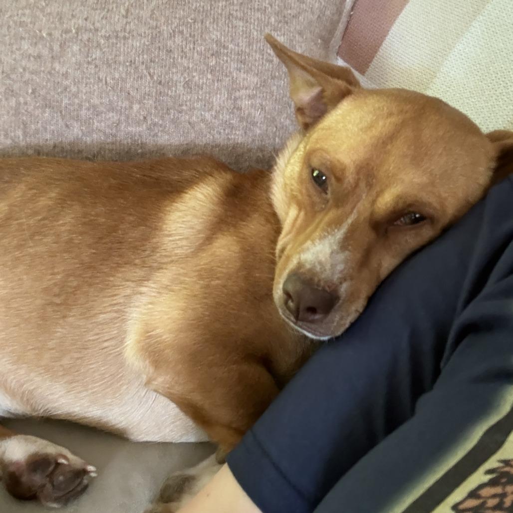 Phil D, a Adoptable Terrier in Staten Island, NY image 6/6