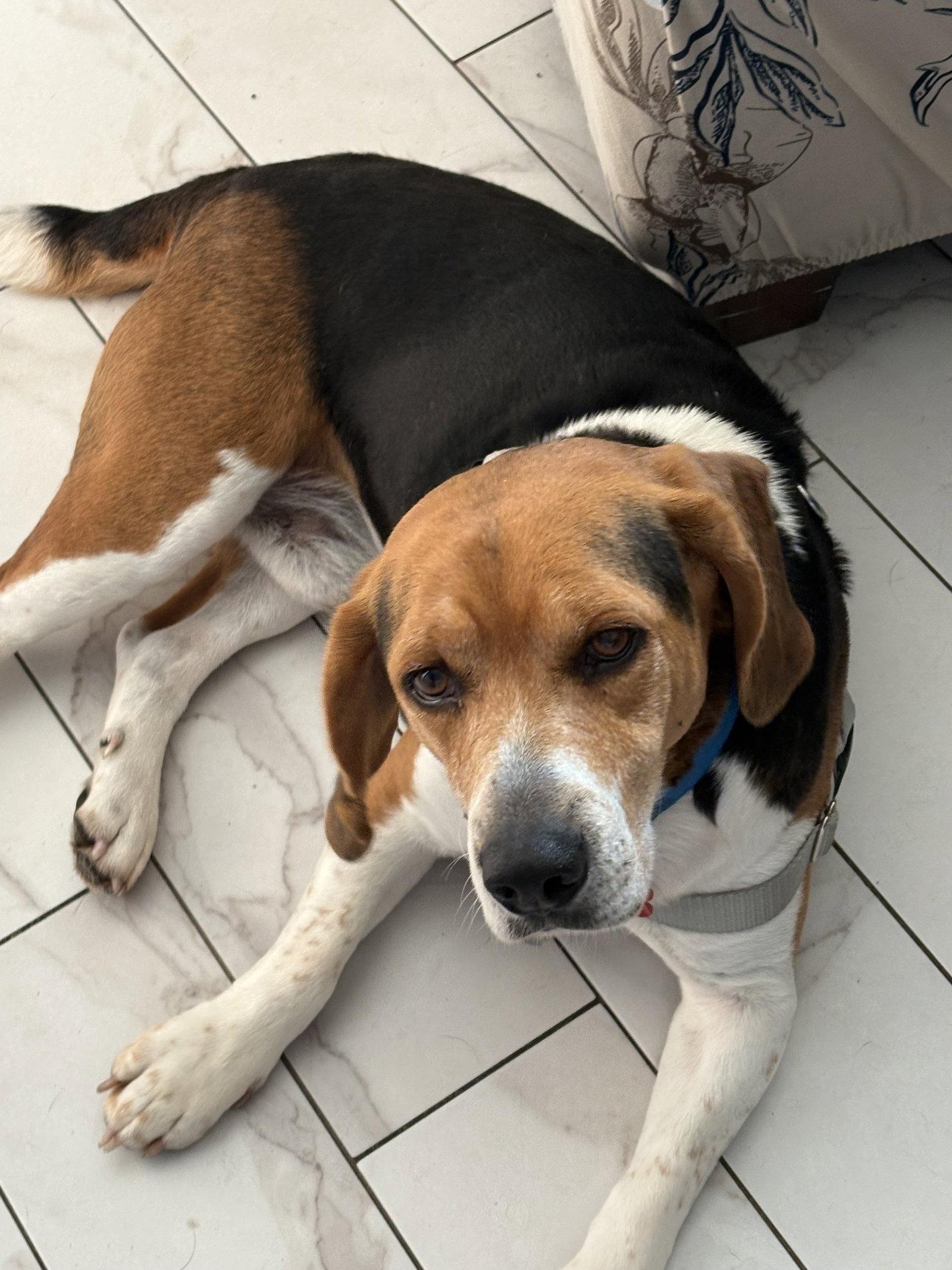 Pluto III, Adoptable, Adult Male Beagle.