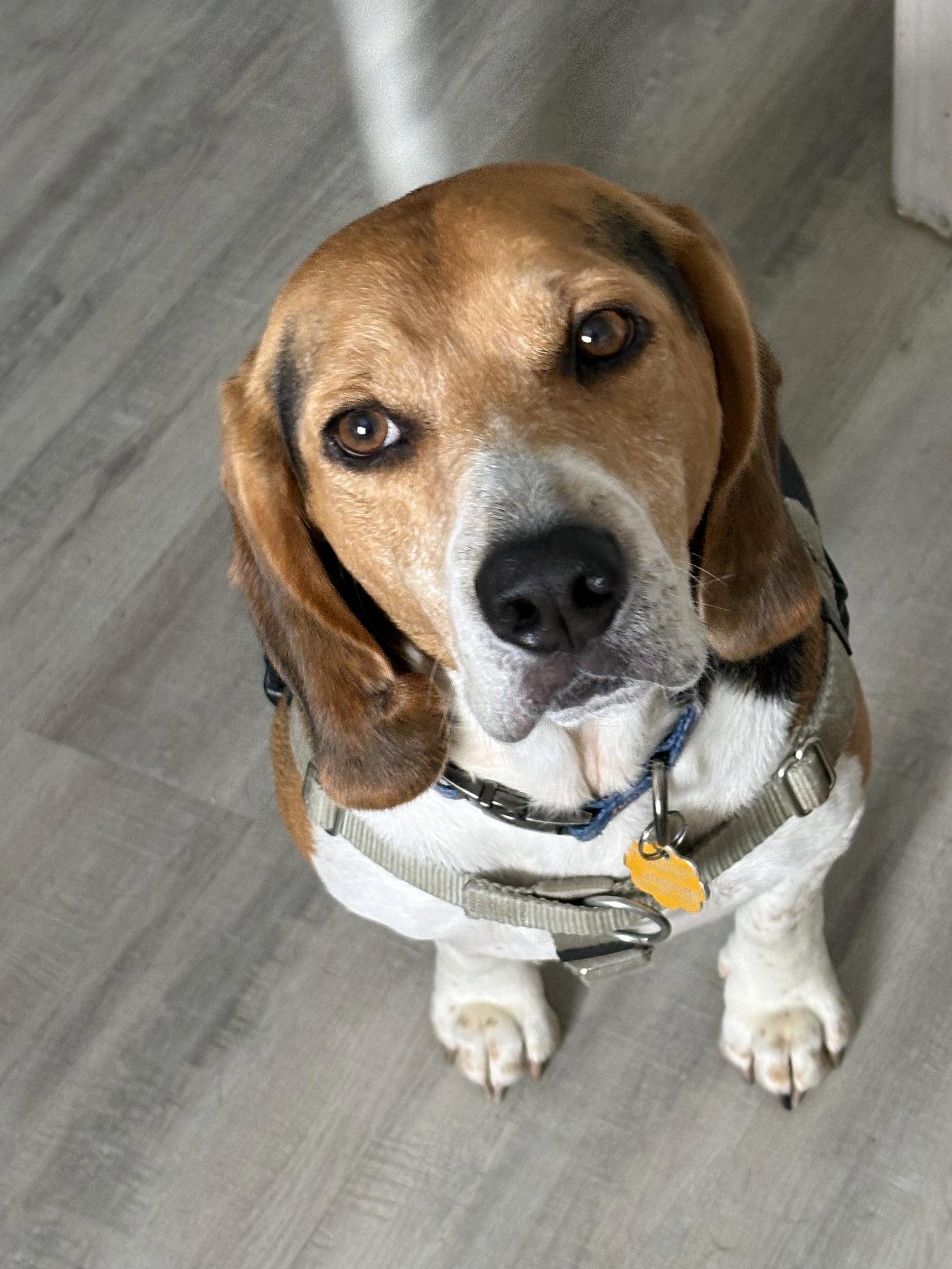 Pluto III, a Adoptable Beagle in Tampa, FL image 2/3