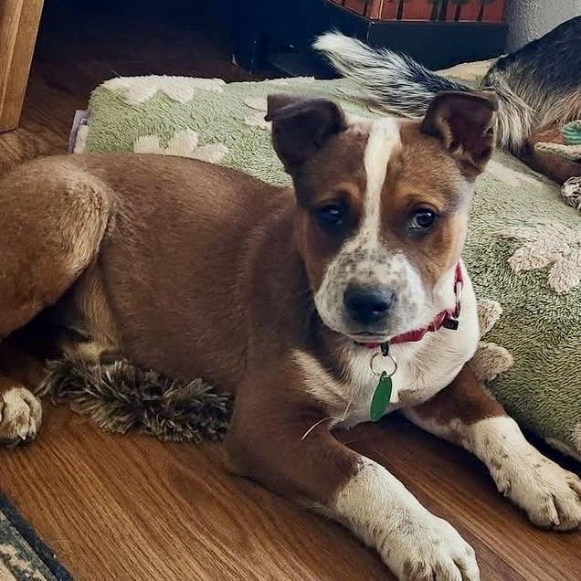 Enlarge Bourbon, a ADOPTABLE mixed breed in Marfa, TX image 2/4