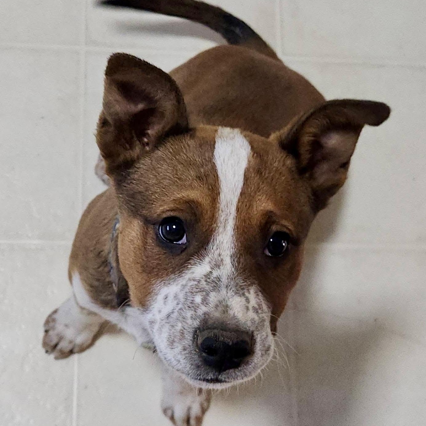 Enlarge Bourbon, a ADOPTABLE mixed breed in Marfa, TX image 1/4