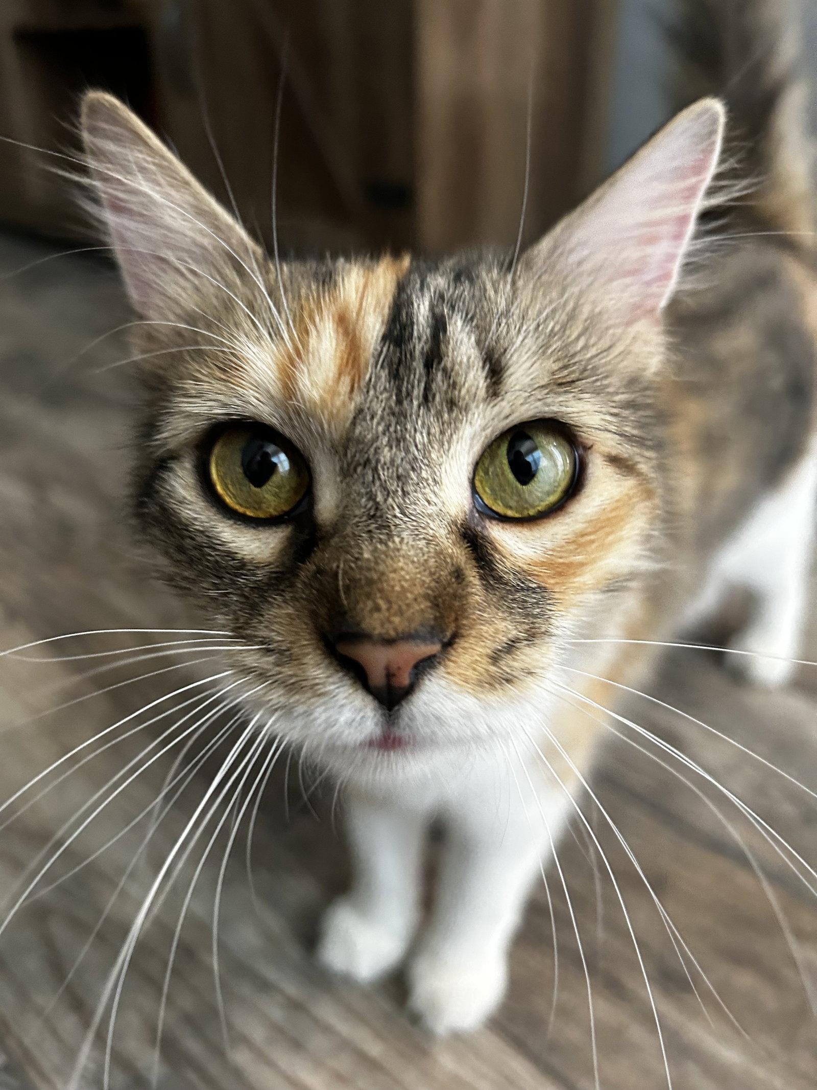 FABLE, Adoptable, Young Female Domestic Medium Hair.