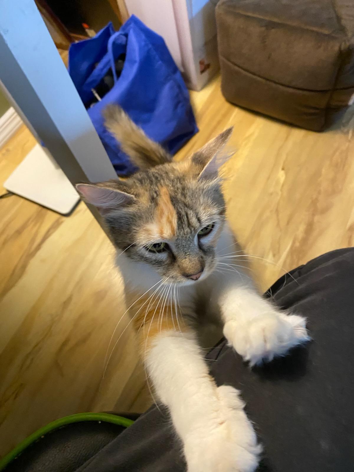 FABLE, Adoptable, Young Female Domestic Medium Hair.