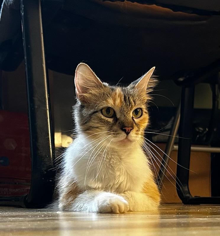 FABLE, a Adoptable Domestic Medium Hair in Oakhurst, NJ image 3/3