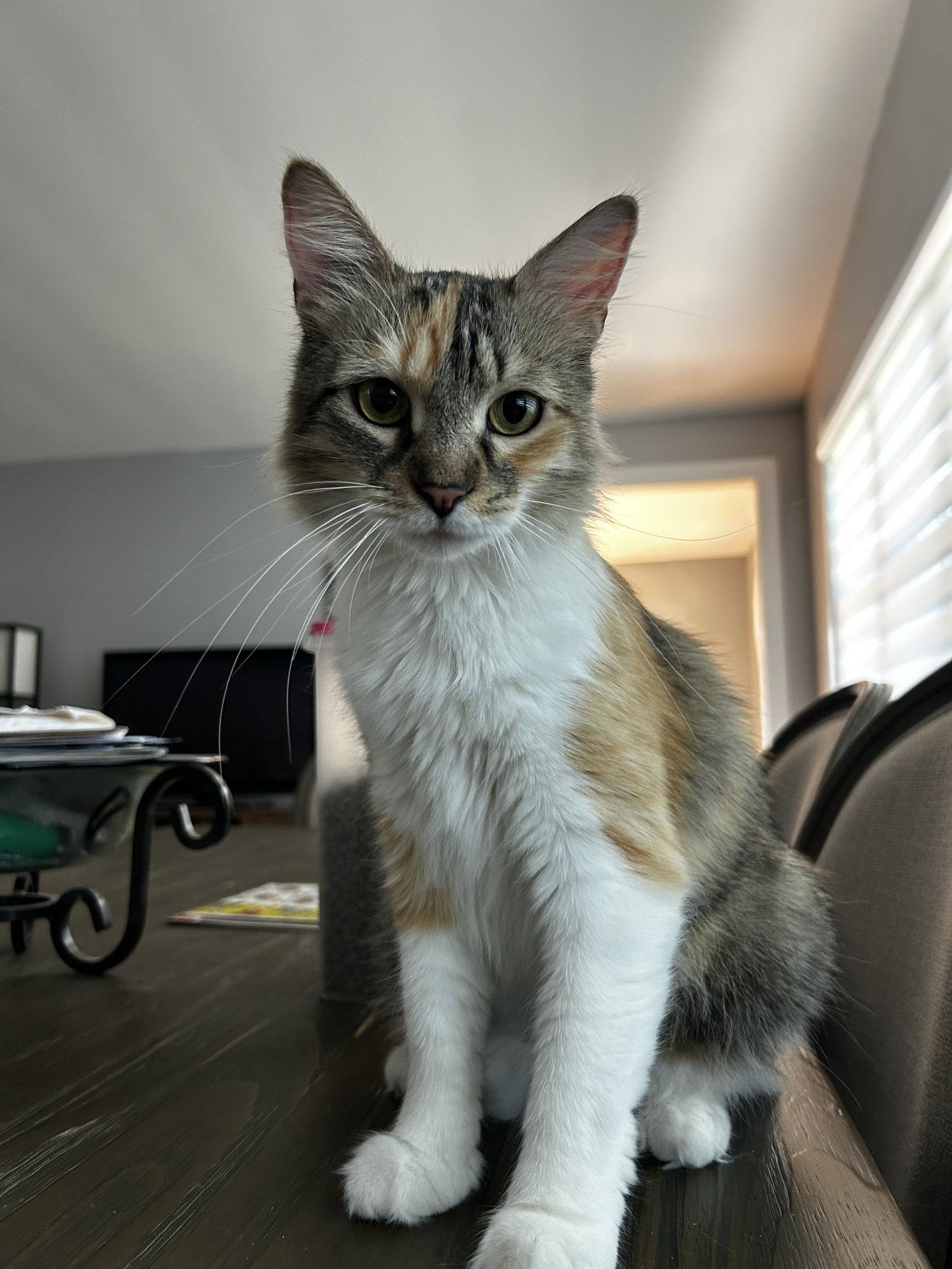 Enlarge FABLE, a Adoptable Domestic Medium Hair in Oakhurst, NJ image 3/3