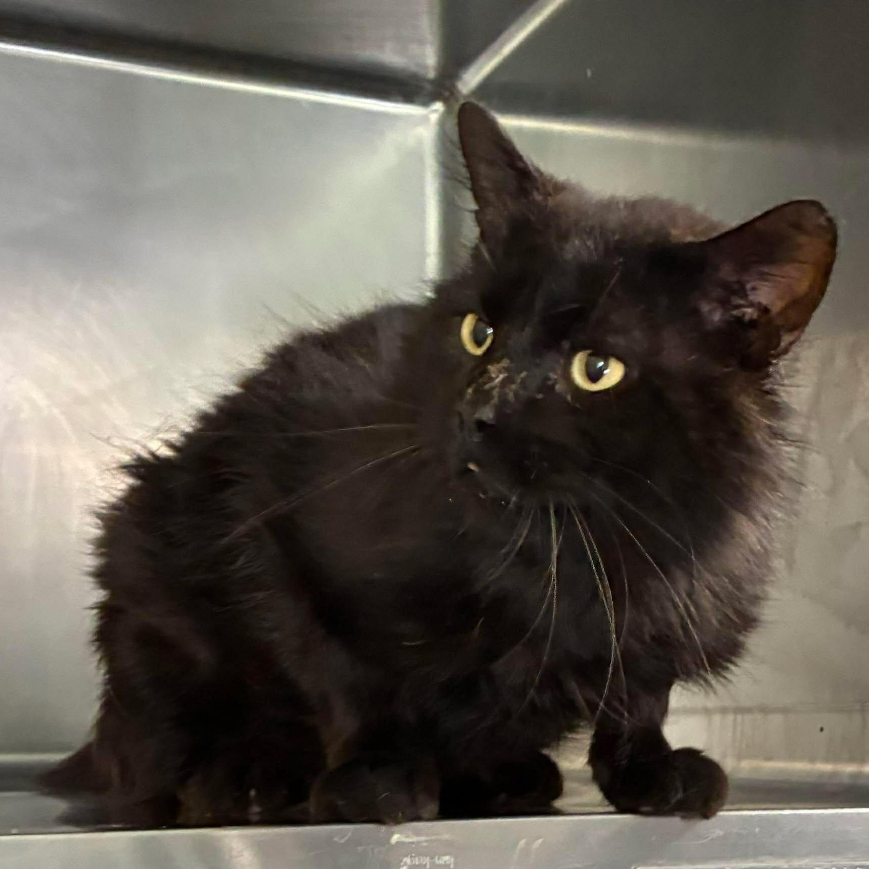 Enlarge Boo, a Adoptable mixed breed in Petersburg, IL image 1/4