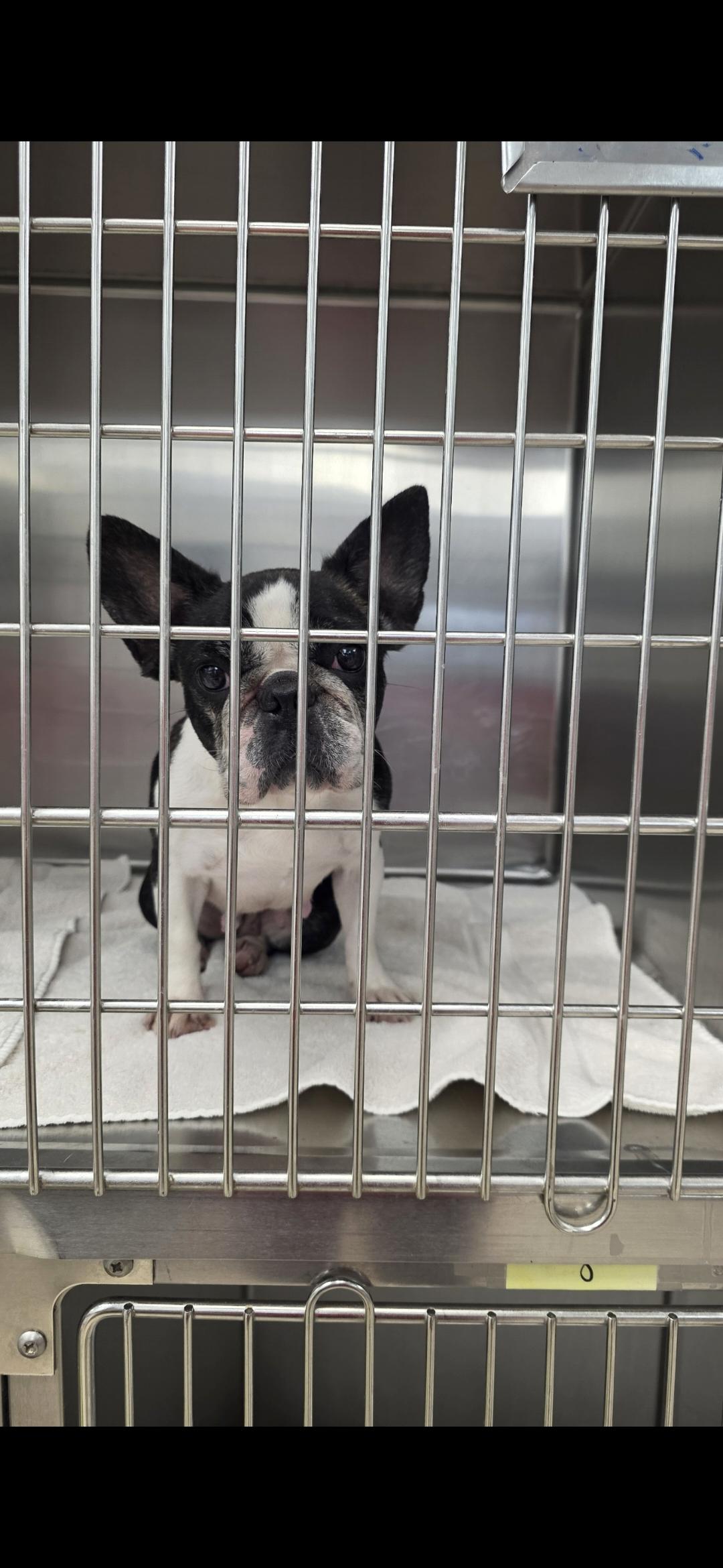 Enlarge Molly Bean, a ADOPTABLE French Bulldog in Mary Esther, FL image 1/1