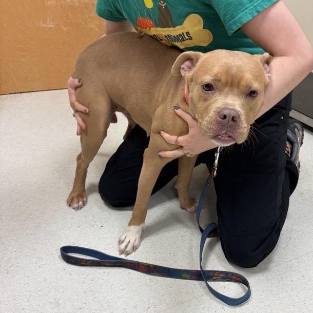 Honey Bear, a Adoptable Pit Bull Terrier in Baltimore, MD image 2/4