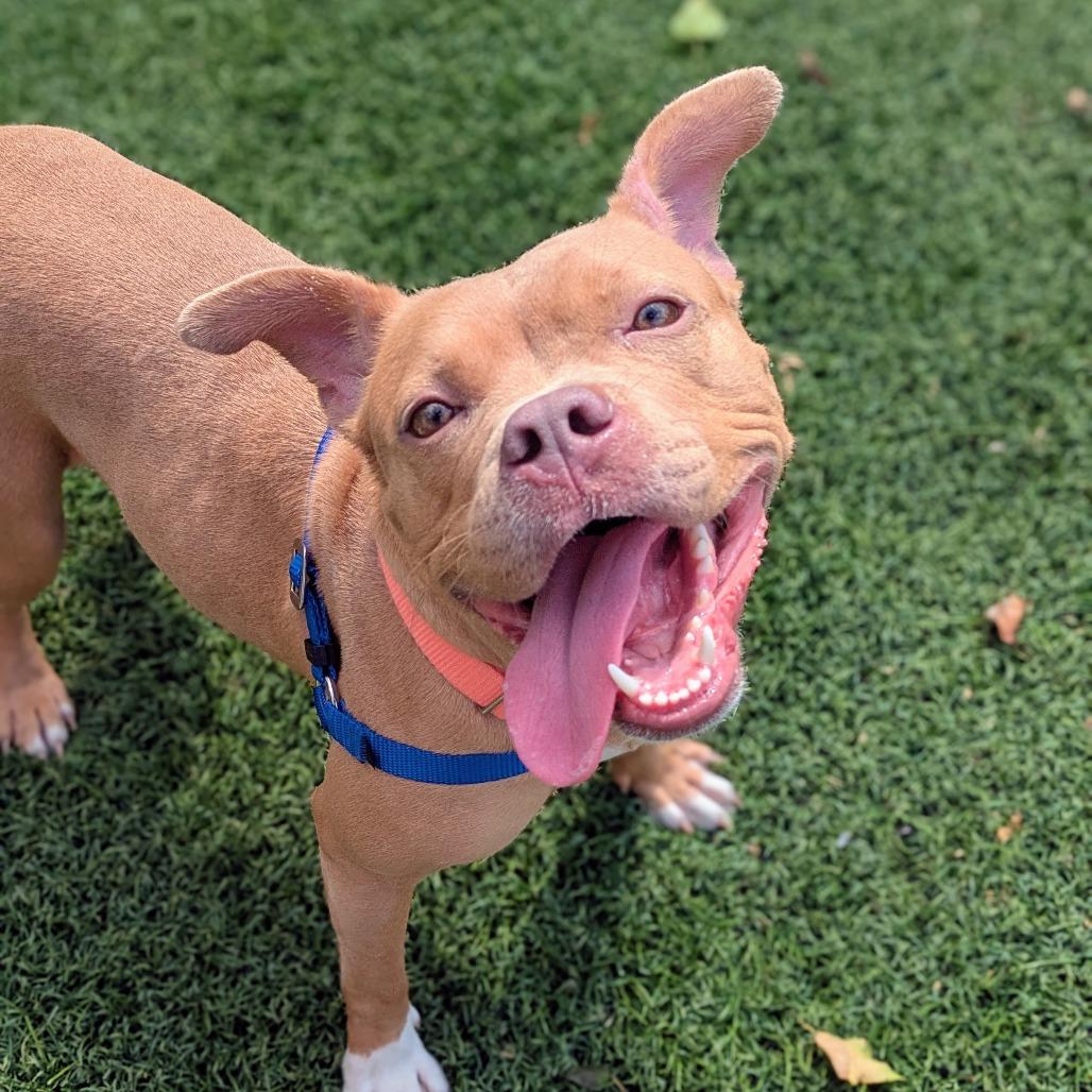Honey Bear, a Adoptable Pit Bull Terrier in Baltimore, MD image 3/4