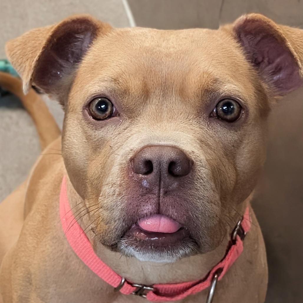 Honey Bear, a Adoptable Pit Bull Terrier in Baltimore, MD image 4/4