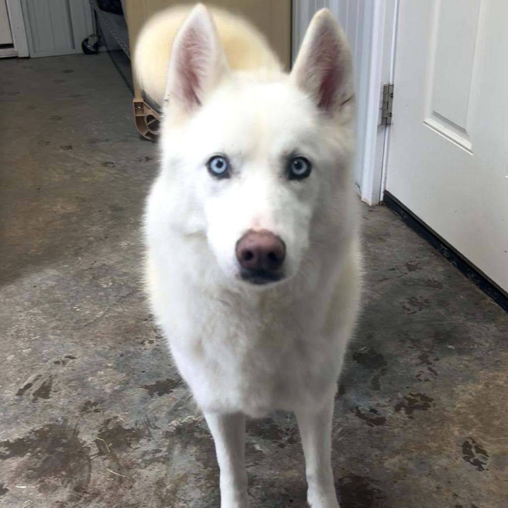 Maddie, Adoptable, Adult Female Husky & Mixed Breed.