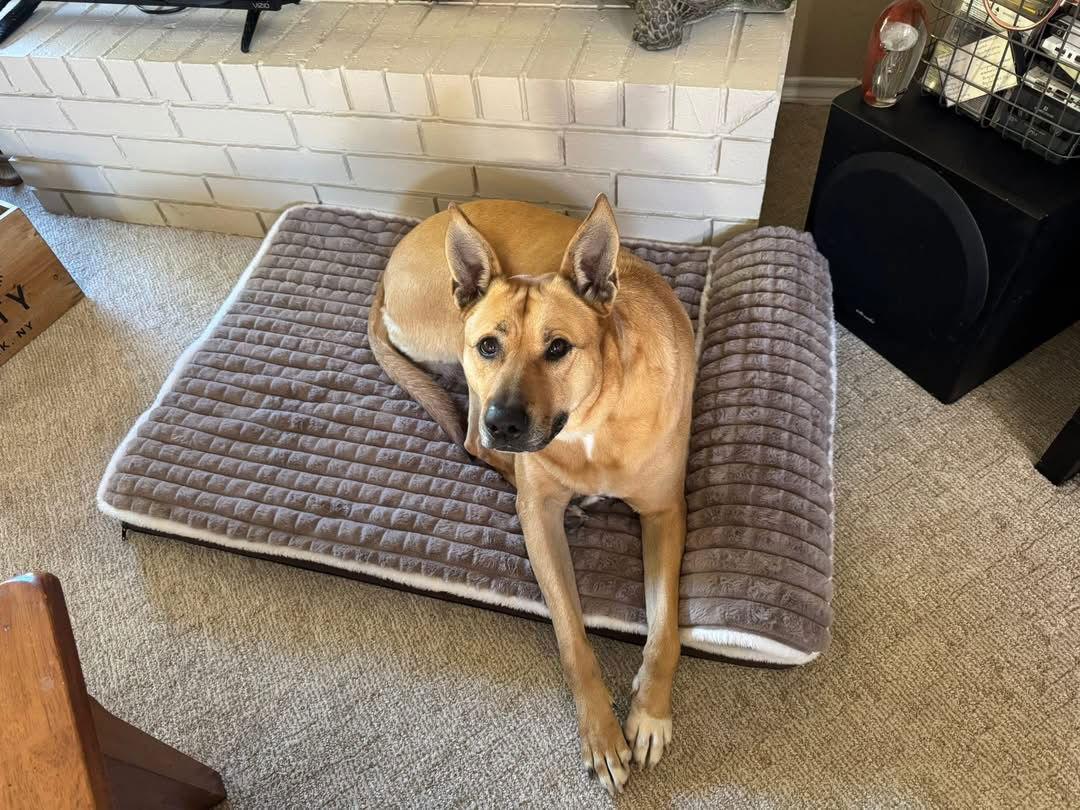 Enlarge Sunny, a Adoptable mixed breed in Euless, TX image 1/3