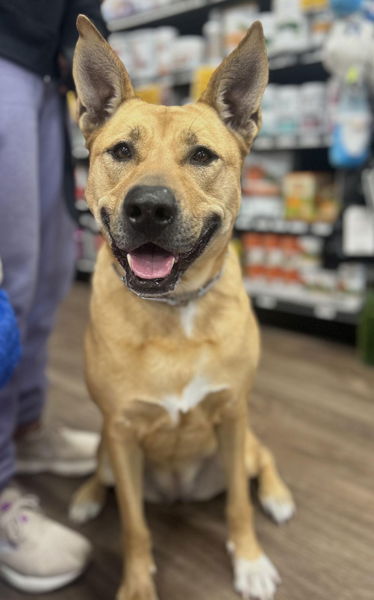 Enlarge Sunny, a Adoptable mixed breed in Euless, TX image 2/3